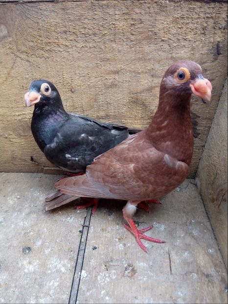 Pui din P18 - Pui 2018