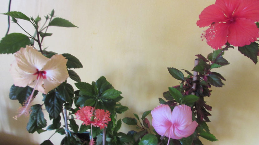  - Hibiscus 2018