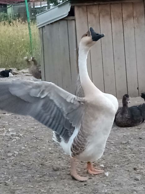 Femela 2017 - B2 - Gaste Africane si Chinezesti