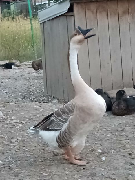 Chemând gascanul - B2 - Gaste Africane si Chinezesti