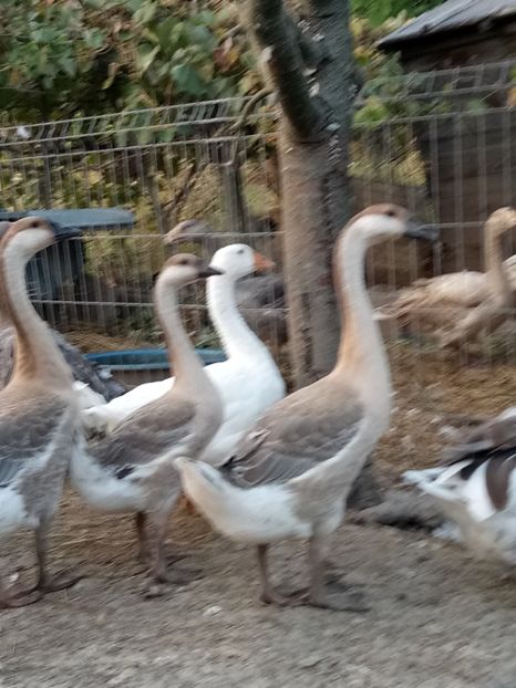 Tineret 2018 - B2 - Gaste Africane si Chinezesti