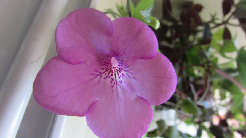 Old Pink Rose - Achimenes