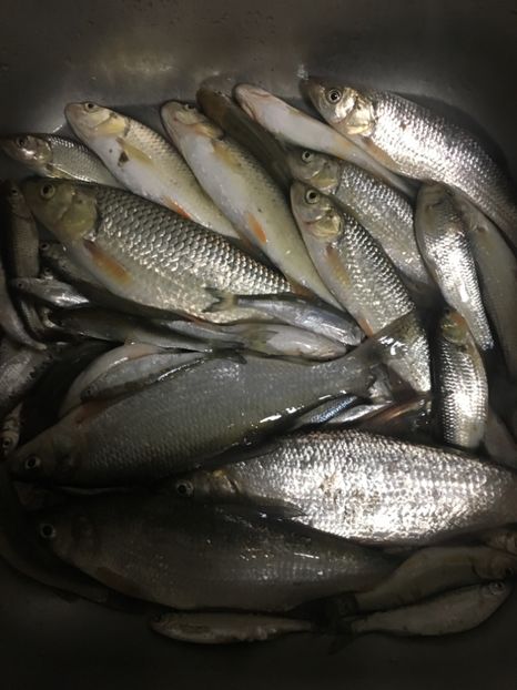 2-09-2018 Putna - 11-Alt hobby