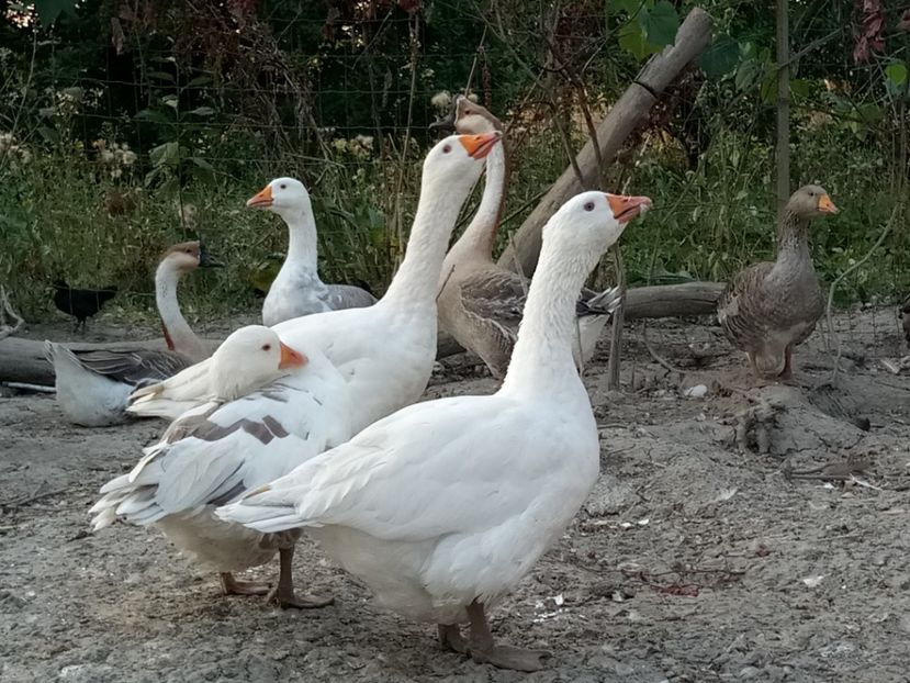 Gaste - B4 - Gaste comune