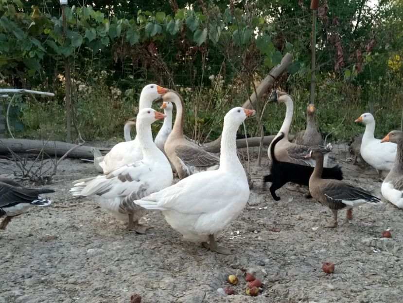 3 specii diferite - B4 - Gaste comune