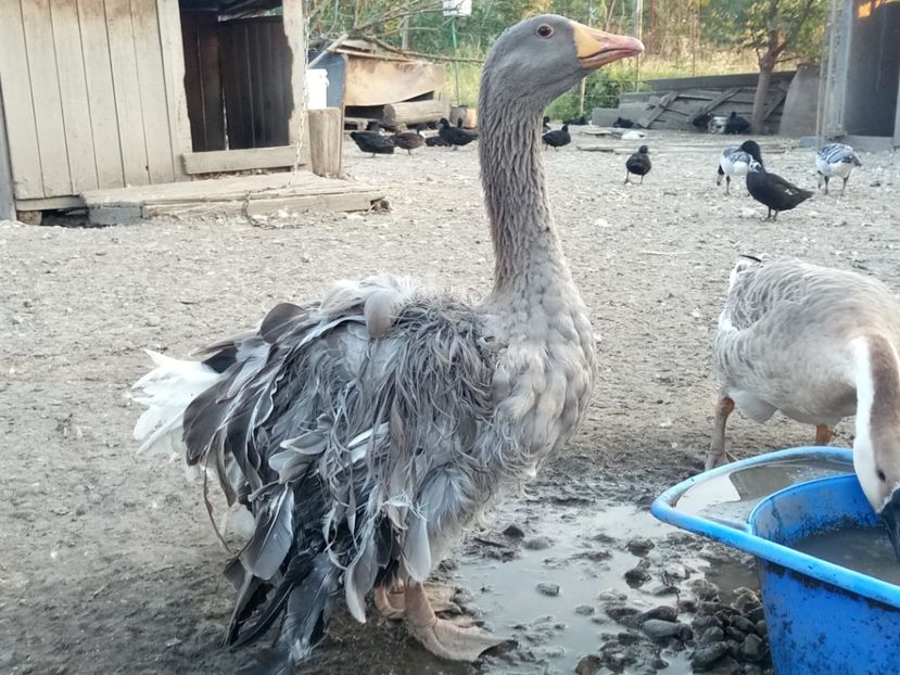 Gascan frizat danubian - B4 - Gaste comune