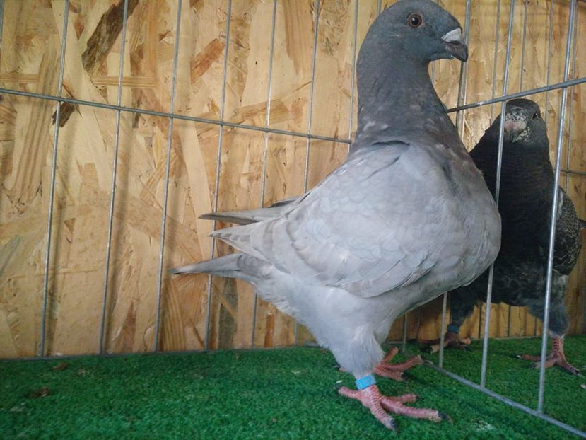 fumura - Achizitii 2018 AGH