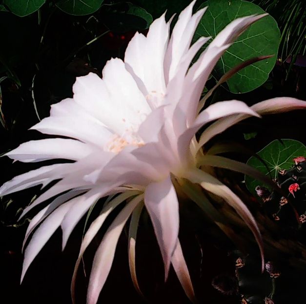 Nuovo_1_Photo9161 - Balconul meu 2018