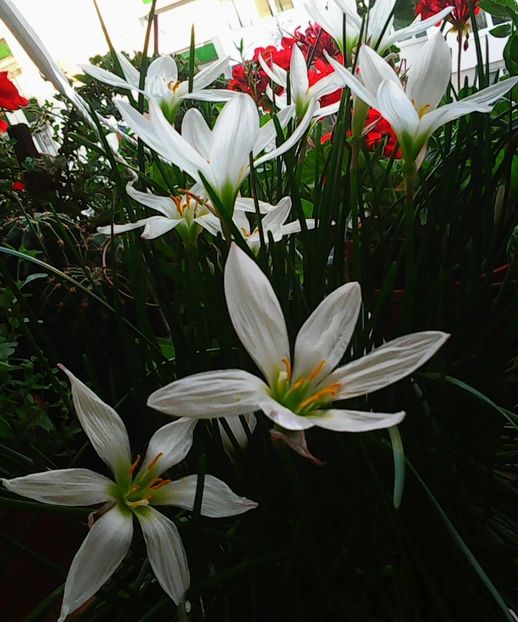 Nuovo_1_Photo9210 - Balconul meu 2018