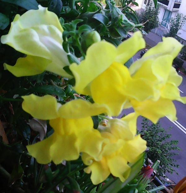 Nuovo_1_Photo9212 - Balconul meu 2018