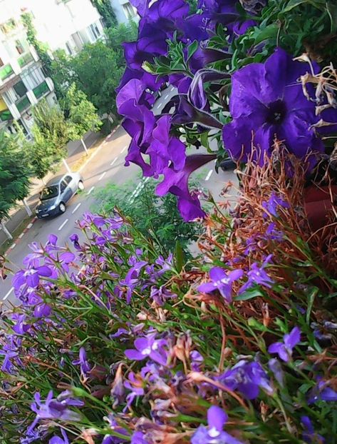 Nuovo_1_Photo9214 - Balconul meu 2018