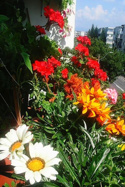 Nuovo_1_Photo9255 - Balconul meu 2018