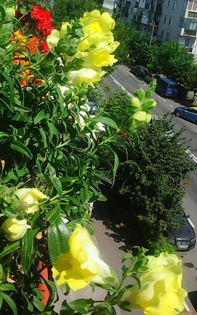 Nuovo_1_Photo9256 - Balconul meu 2018