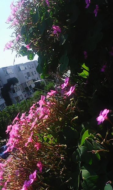 Nuovo_1_Photo9257 - Balconul meu 2018