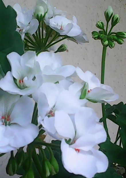 Nuovo_1_Photo9300 - Balconul meu 2018