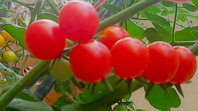 Nuovo_1_Photo9307 - Balconul meu 2018