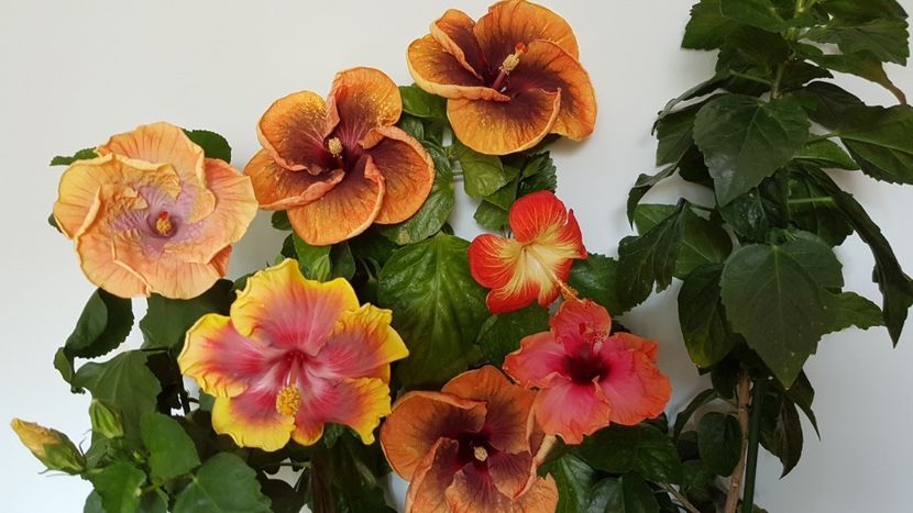 - HIBISCUS 2018
