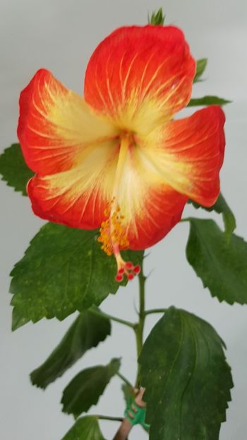  - HIBISCUS 2018