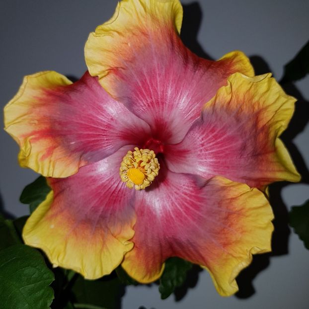  - HIBISCUS 2018