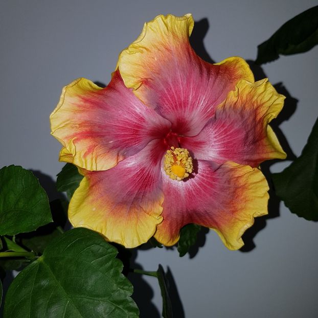  - HIBISCUS 2018