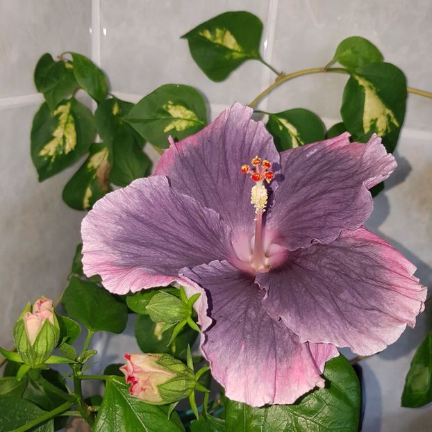  - HIBISCUS 2018