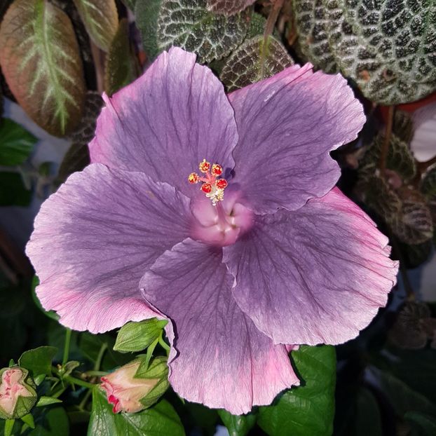  - HIBISCUS 2018