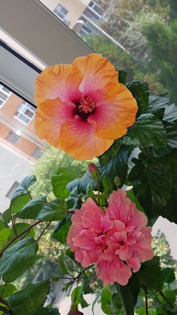  - HIBISCUS 2018