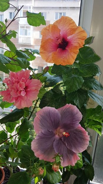  - HIBISCUS 2018