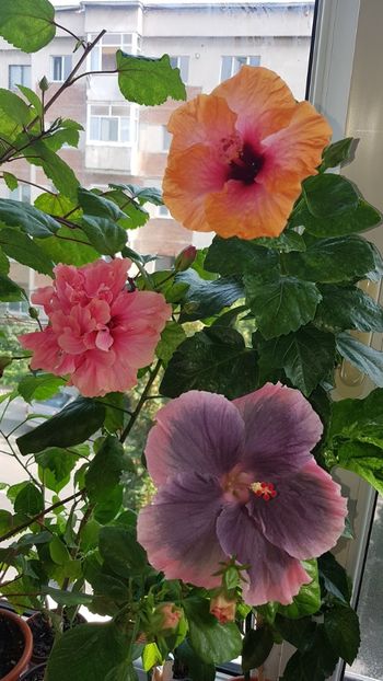  - HIBISCUS 2018