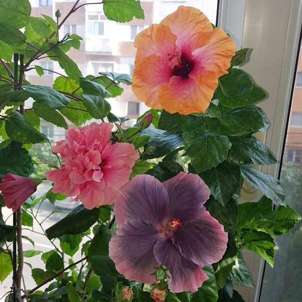  - HIBISCUS 2018