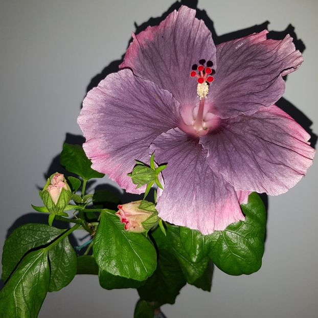  - HIBISCUS 2018