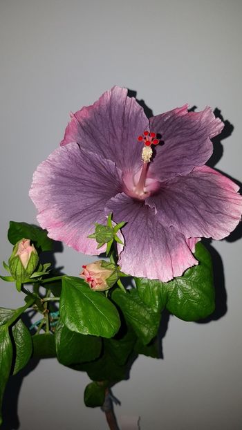  - HIBISCUS 2018