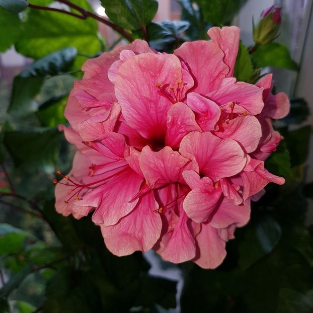  - HIBISCUS 2018
