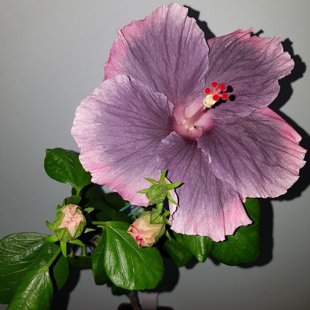  - HIBISCUS 2018