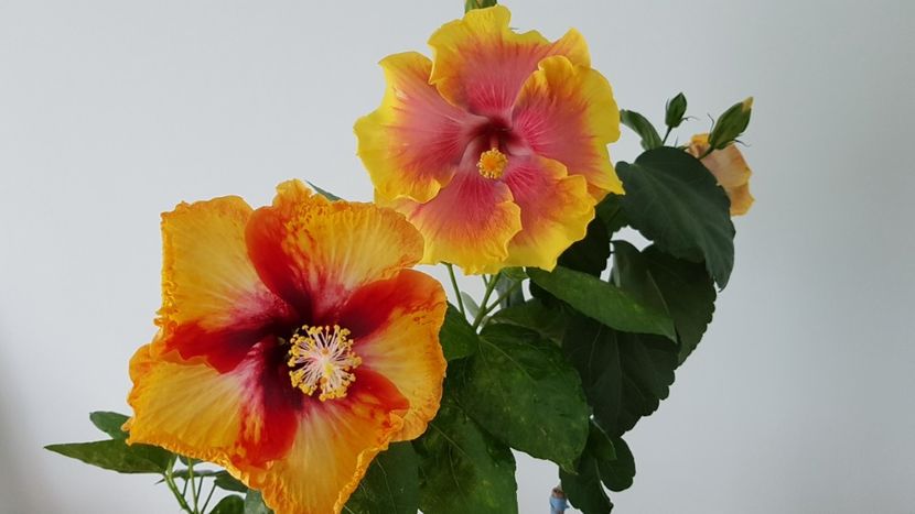  - HIBISCUS 2018