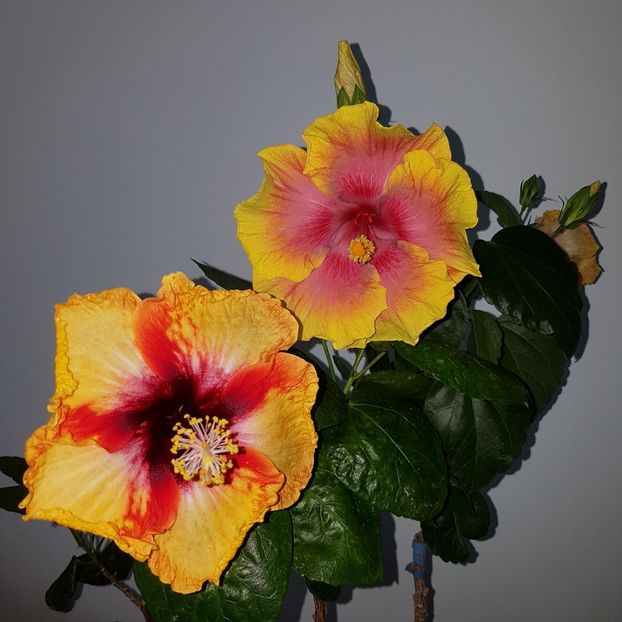  - HIBISCUS 2018