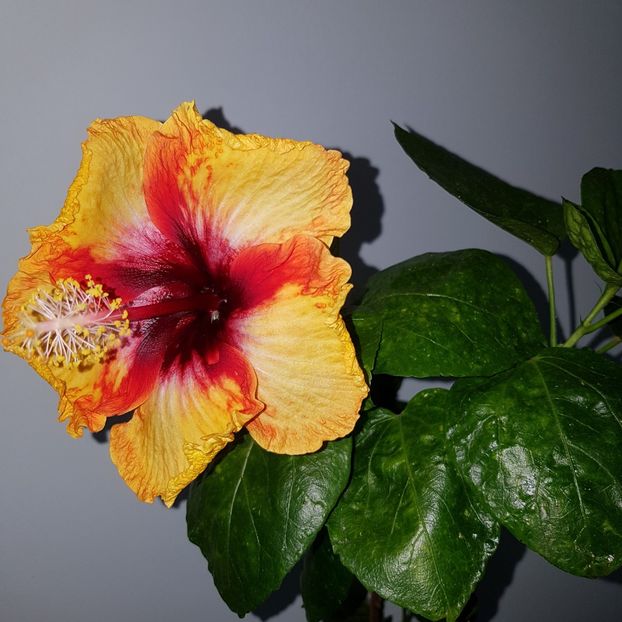  - HIBISCUS 2018