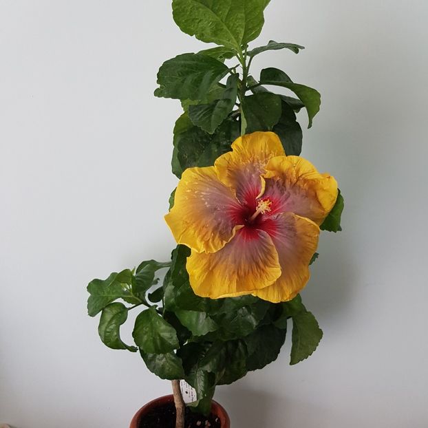  - HIBISCUS 2018