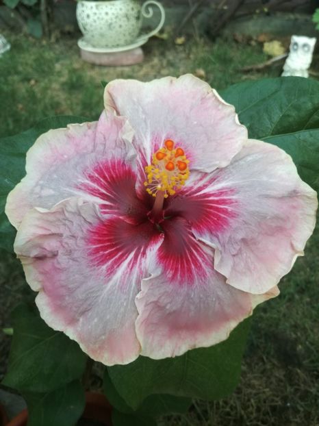  - Hibiscus