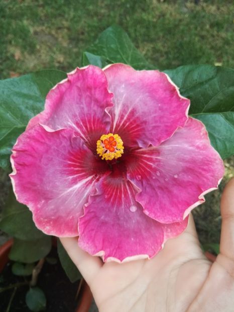  - Hibiscus