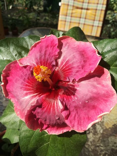  - Hibiscus