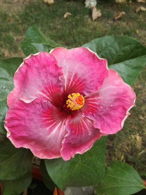  - Hibiscus
