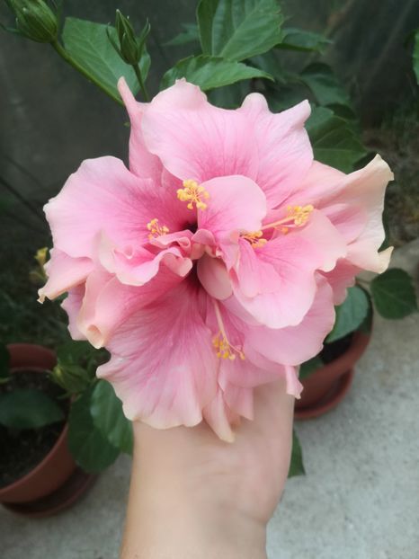  - Hibiscus