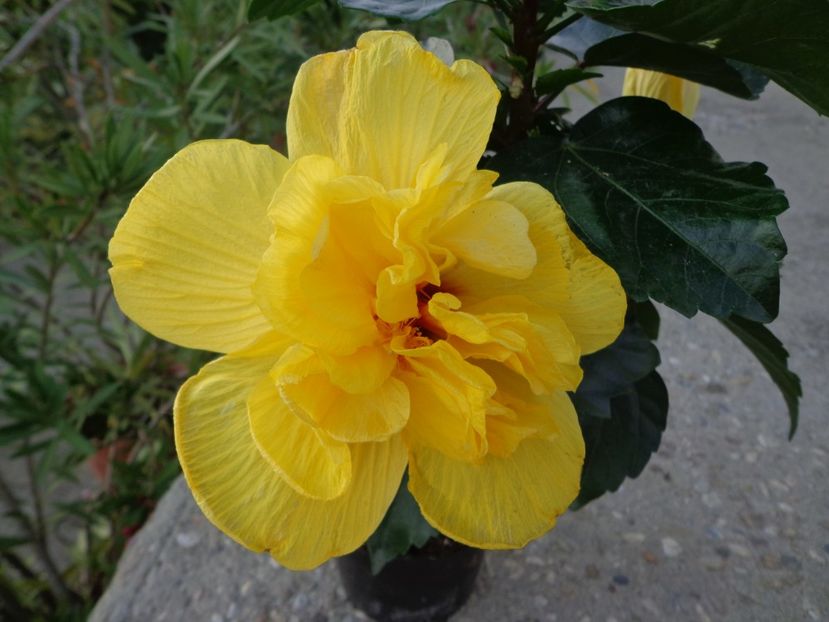  - A-HIBISCUS 2018