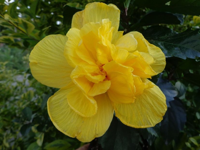  - A-HIBISCUS 2018