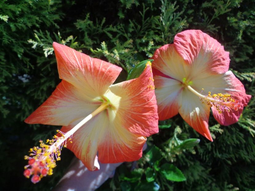  - A-HIBISCUS 2018