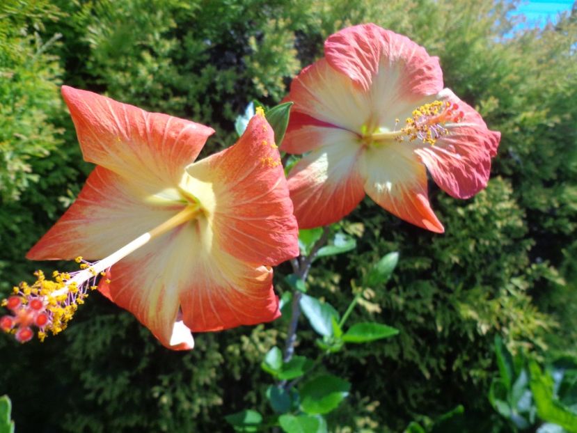  - A-HIBISCUS 2018