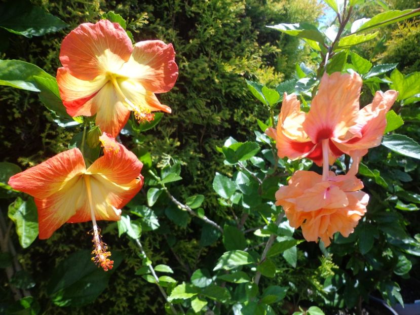  - A-HIBISCUS 2018