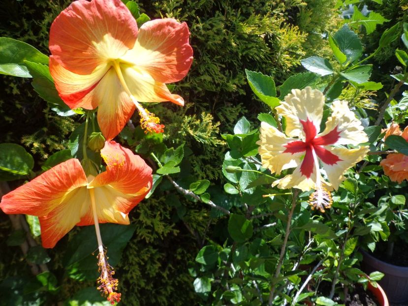  - A-HIBISCUS 2018