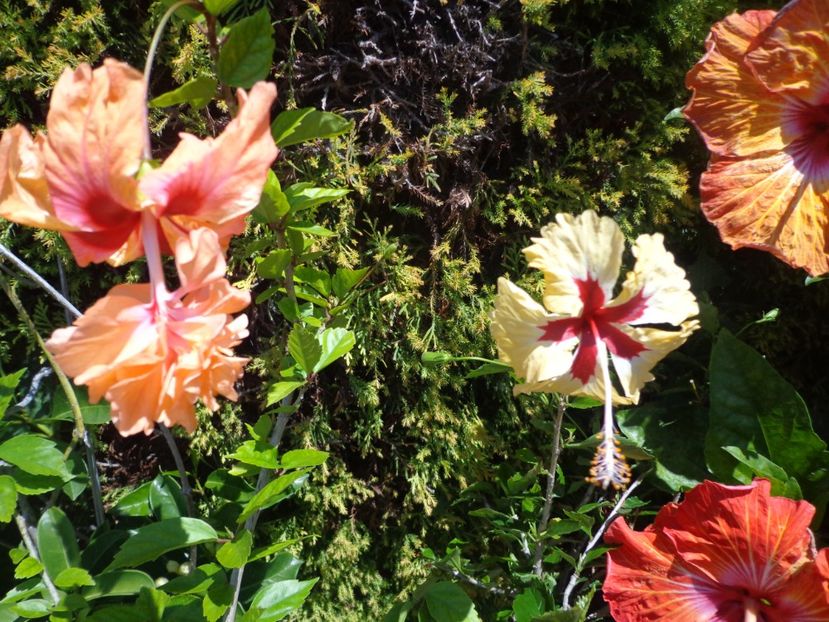  - A-HIBISCUS 2018